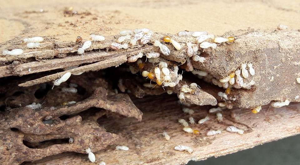 台南專業白蟻蟲害防治專家 除白蟻推薦生活家專業除蟲